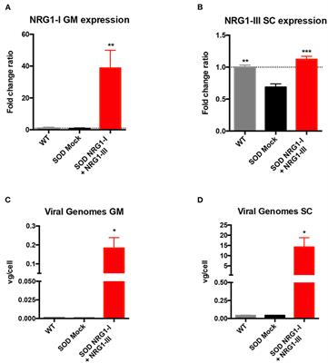 Gene Therapy Overexpressing Neuregulin 1 Type I in Combination With Neuregulin 1 Type III Promotes Functional Improvement in the SOD1G93A ALS Mice